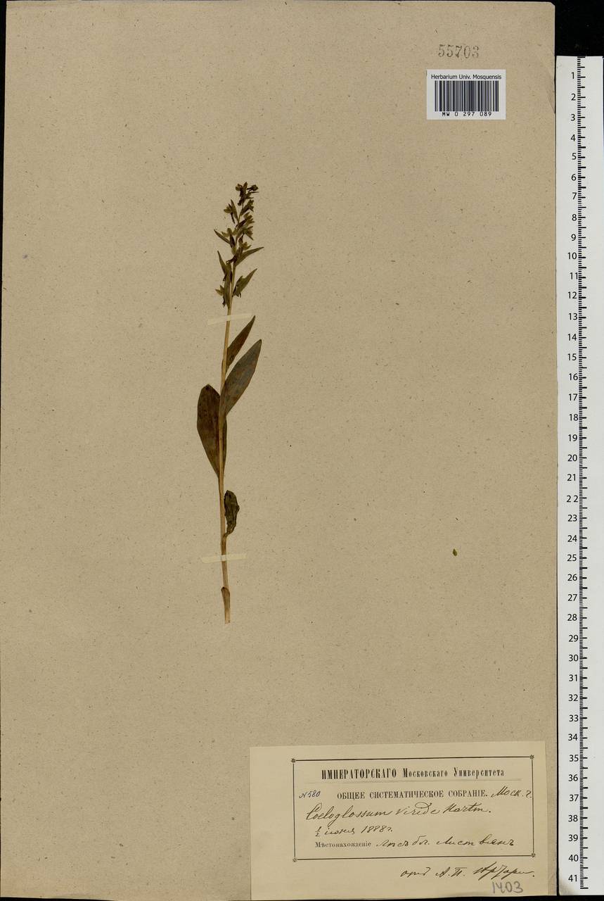 Dactylorhiza viridis (L.) R.M.Bateman, Pridgeon & M.W.Chase, Eastern Europe, Moscow region (E4a) (Russia)