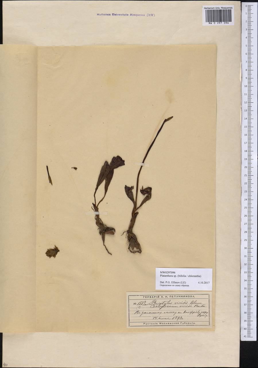 Platanthera, Eastern Europe, Moscow region (E4a) (Russia)