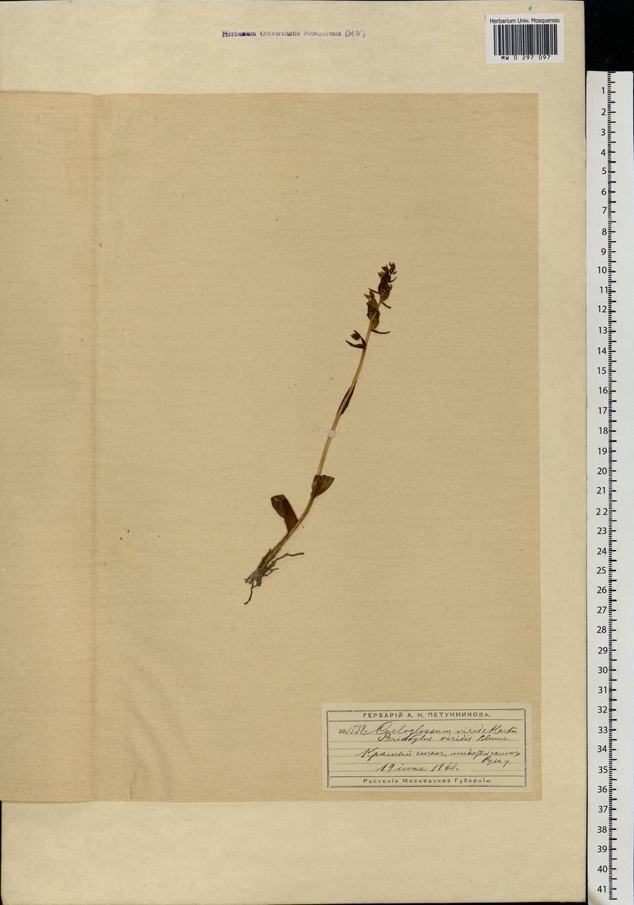 Dactylorhiza viridis (L.) R.M.Bateman, Pridgeon & M.W.Chase, Eastern Europe, Moscow region (E4a) (Russia)