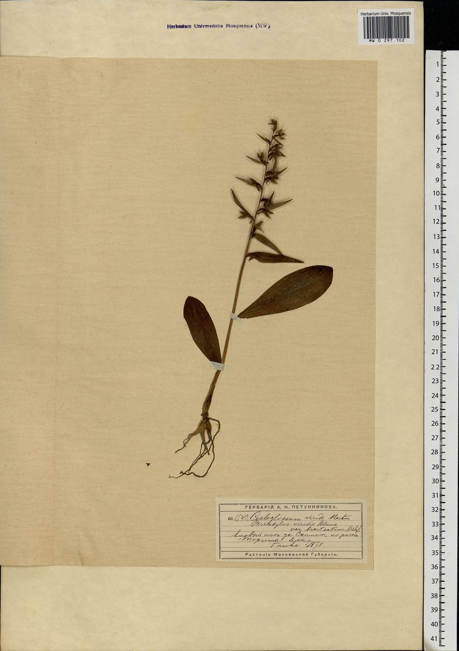 Dactylorhiza viridis (L.) R.M.Bateman, Pridgeon & M.W.Chase, Eastern Europe, Moscow region (E4a) (Russia)