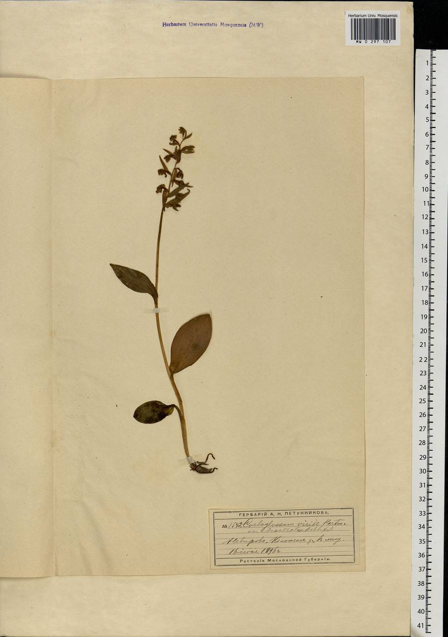 Dactylorhiza viridis (L.) R.M.Bateman, Pridgeon & M.W.Chase, Eastern Europe, Moscow region (E4a) (Russia)