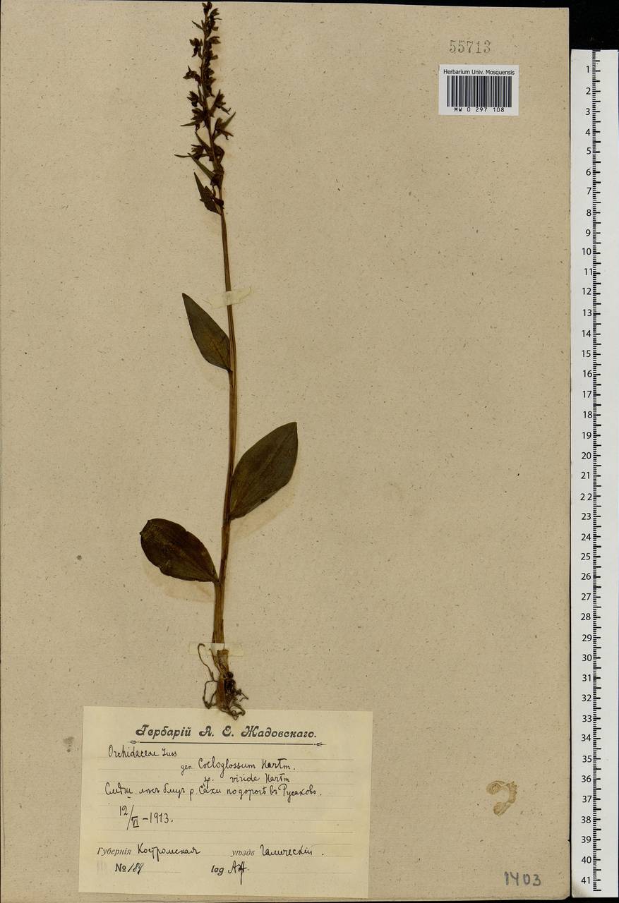 Dactylorhiza viridis (L.) R.M.Bateman, Pridgeon & M.W.Chase, Eastern Europe, Central forest region (E5) (Russia)