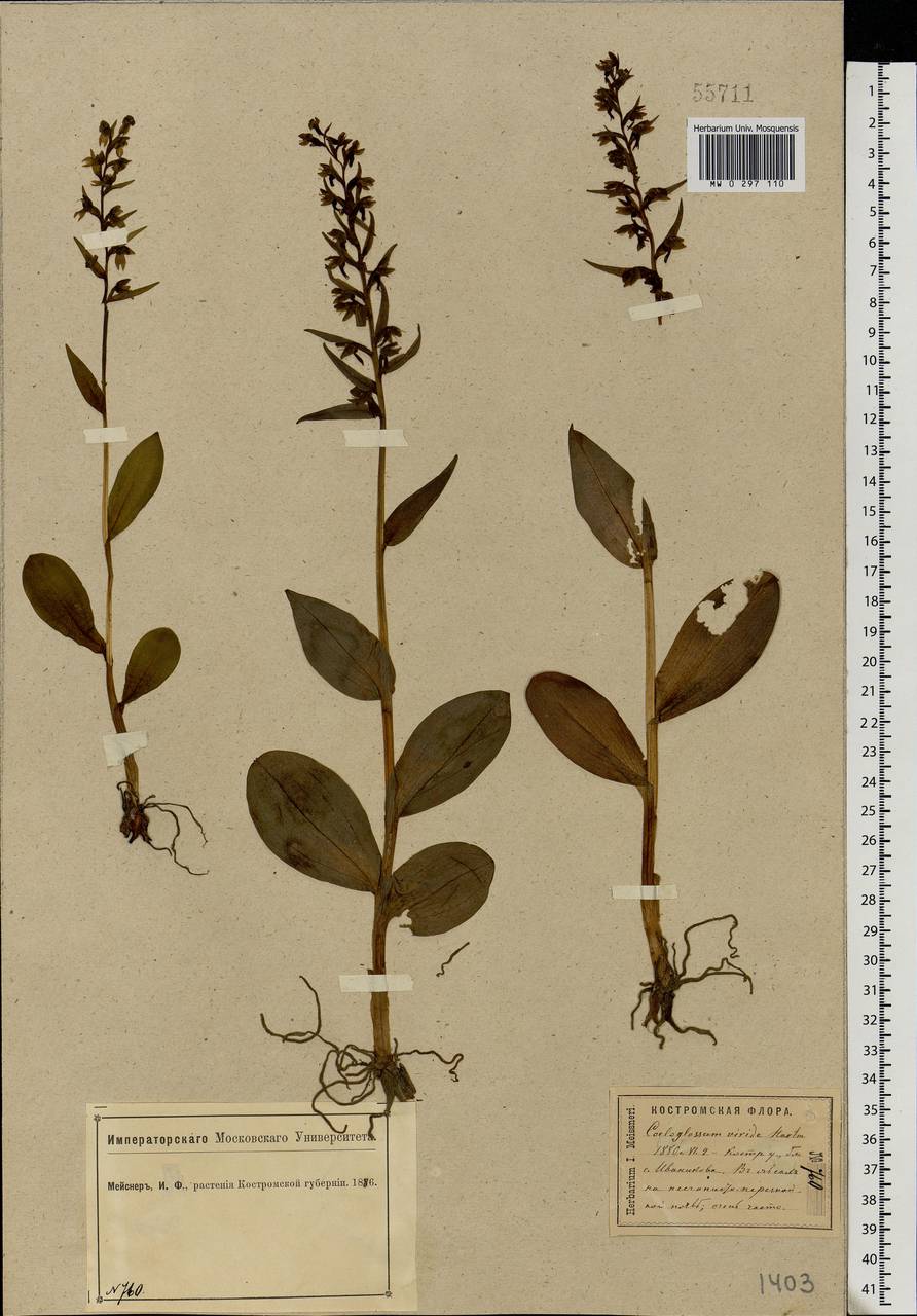 Dactylorhiza viridis (L.) R.M.Bateman, Pridgeon & M.W.Chase, Eastern Europe, Central forest region (E5) (Russia)