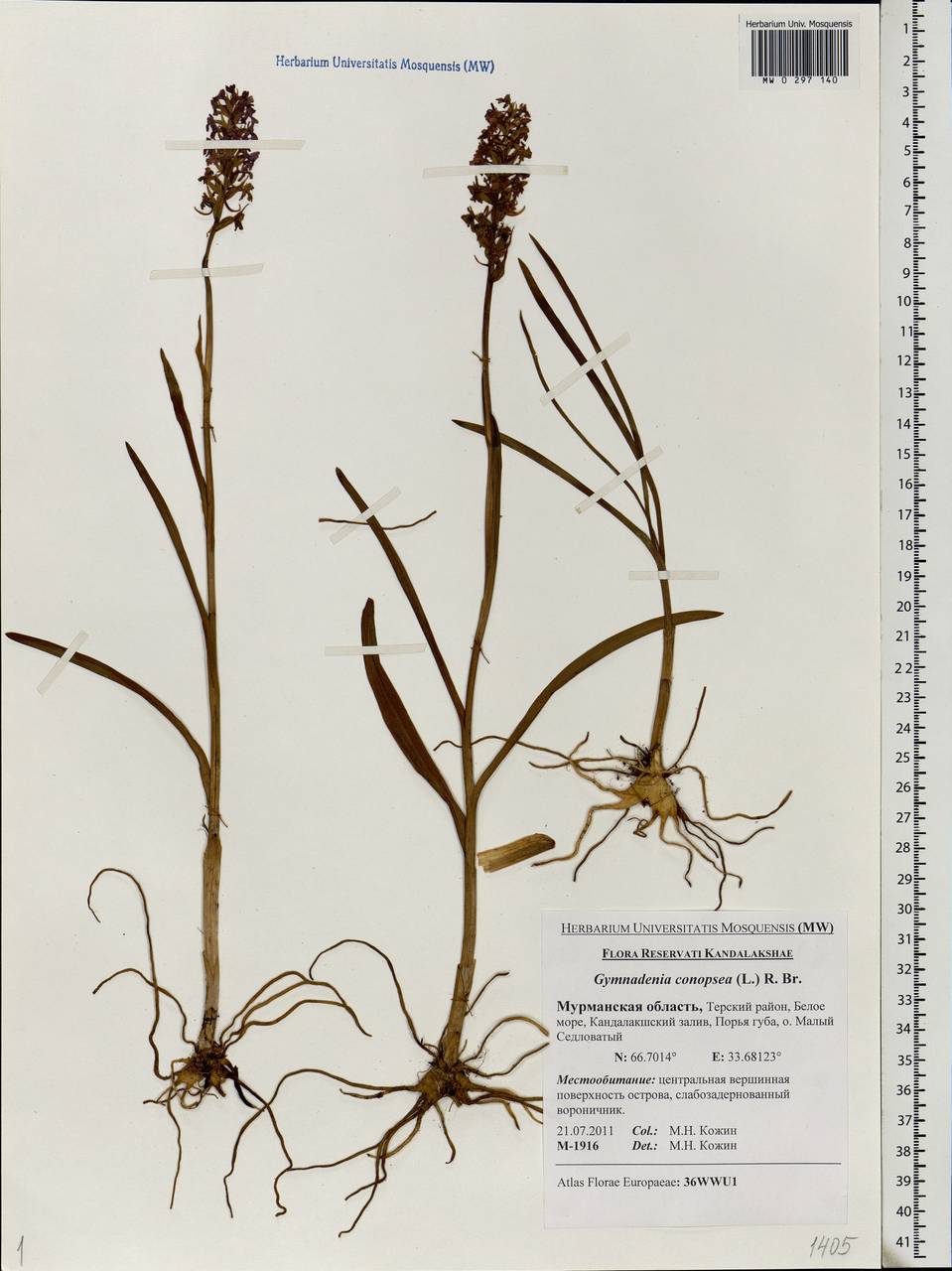 Gymnadenia conopsea (L.) R.Br., Eastern Europe, Northern region (E1) (Russia)