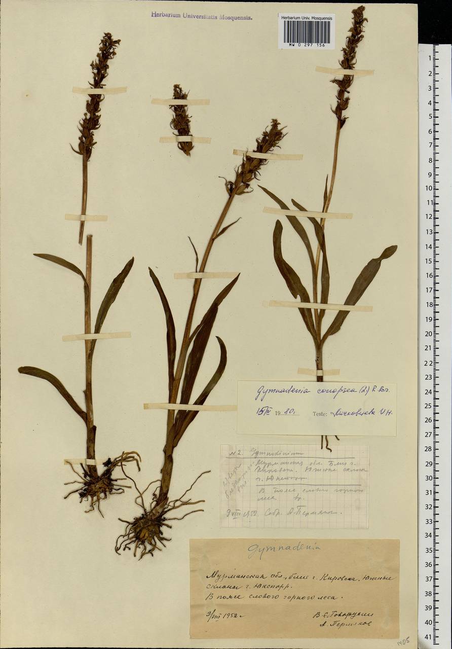 Gymnadenia conopsea (L.) R.Br., Eastern Europe, Northern region (E1) (Russia)