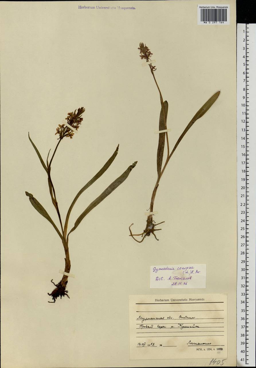 Gymnadenia conopsea (L.) R.Br., Eastern Europe, Northern region (E1) (Russia)