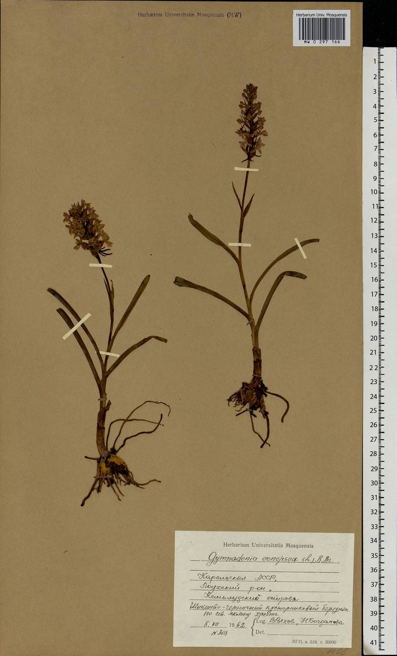 Gymnadenia conopsea (L.) R.Br., Eastern Europe, Northern region (E1) (Russia)