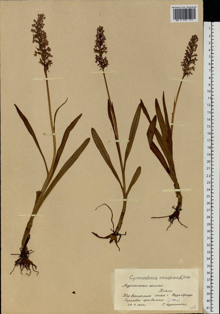 Gymnadenia conopsea (L.) R.Br., Eastern Europe, Northern region (E1) (Russia)
