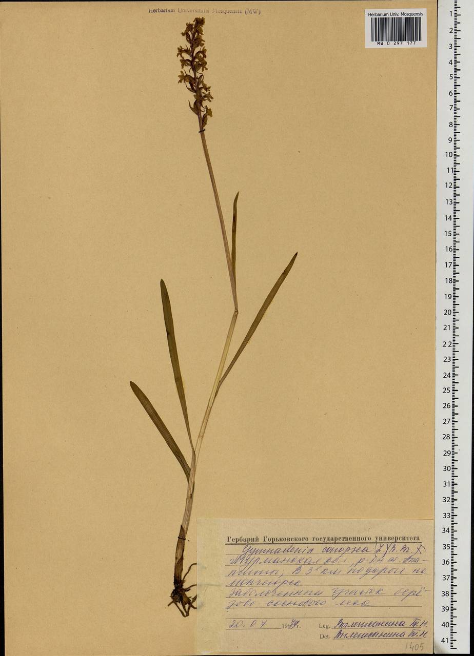 Gymnadenia conopsea (L.) R.Br., Eastern Europe, Northern region (E1) (Russia)