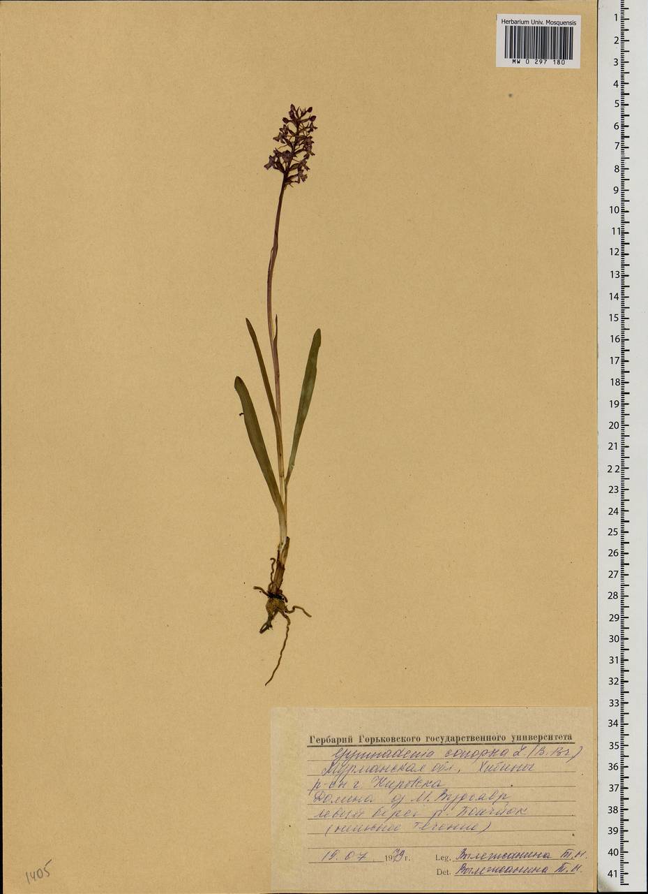 Gymnadenia conopsea (L.) R.Br., Eastern Europe, Northern region (E1) (Russia)