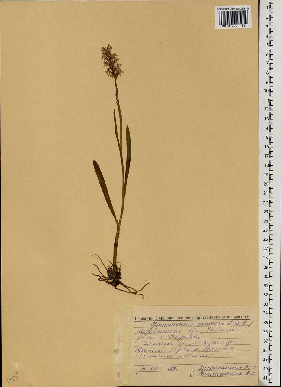 Gymnadenia conopsea (L.) R.Br., Eastern Europe, Northern region (E1) (Russia)