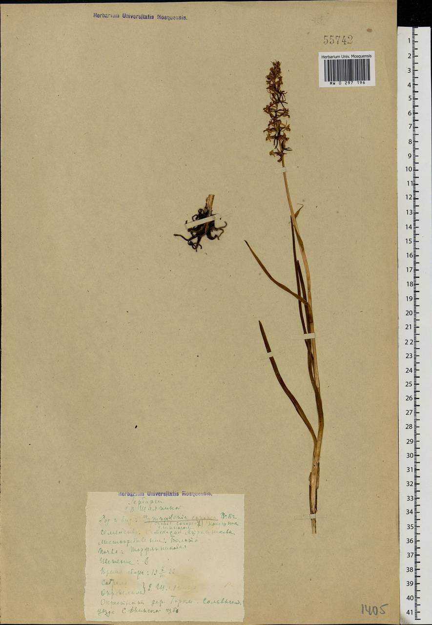 Gymnadenia conopsea (L.) R.Br., Eastern Europe, Northern region (E1) (Russia)