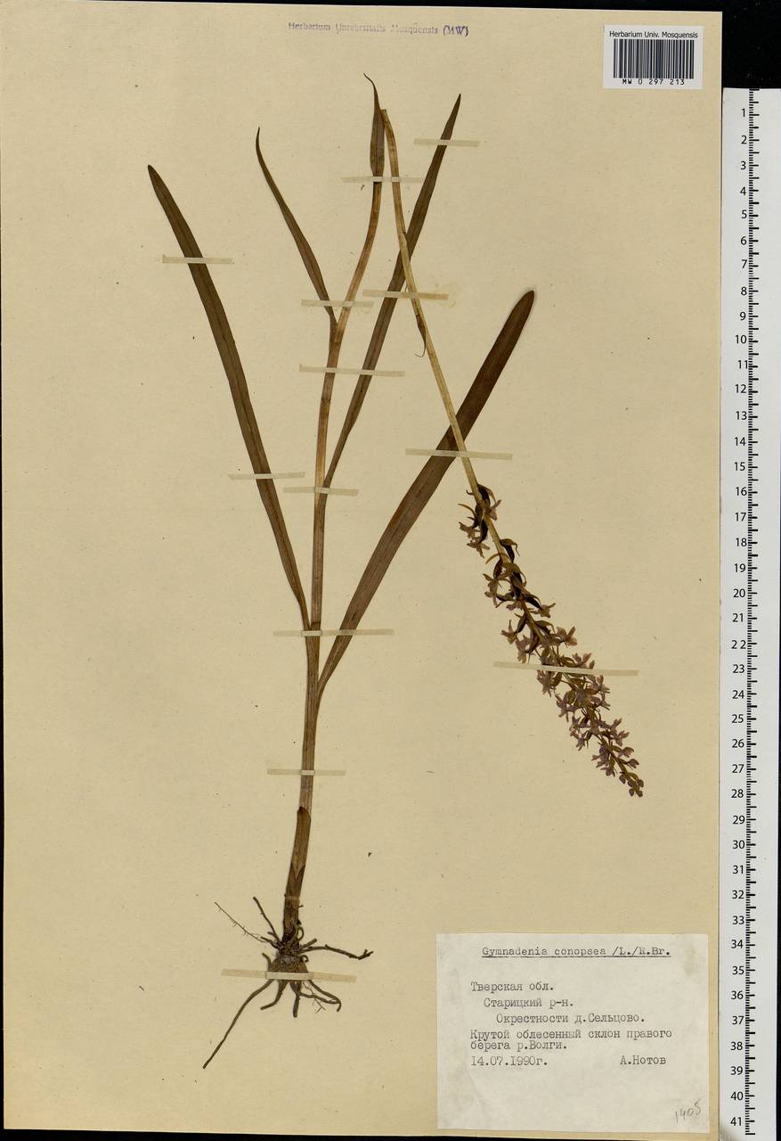 Gymnadenia conopsea (L.) R.Br., Eastern Europe, North-Western region (E2) (Russia)