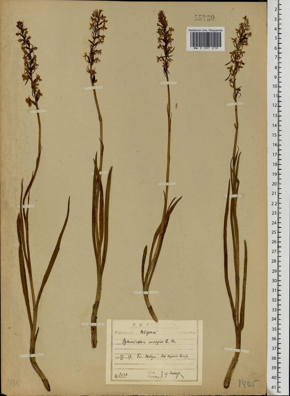 Gymnadenia conopsea (L.) R.Br., Eastern Europe, North-Western region (E2) (Russia)