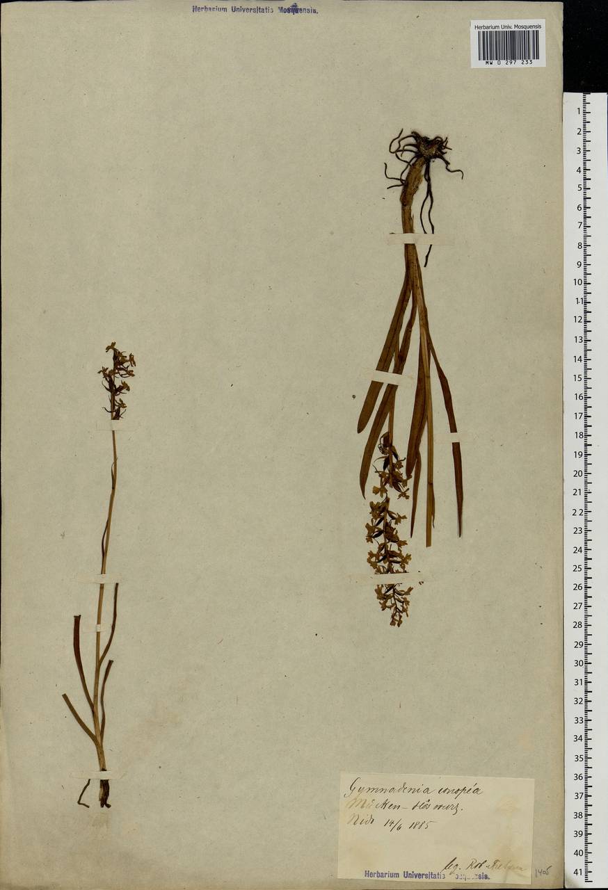 Gymnadenia conopsea (L.) R.Br., Eastern Europe, Estonia (E2c) (Estonia)