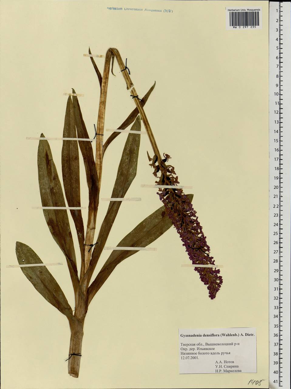 Gymnadenia conopsea (L.) R.Br., Eastern Europe, North-Western region (E2) (Russia)