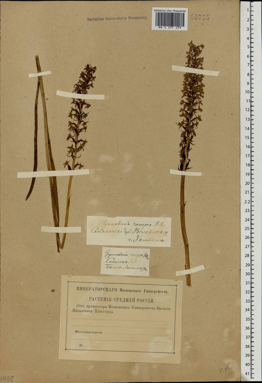 Gymnadenia conopsea (L.) R.Br., Eastern Europe, Western region (E3) (Russia)