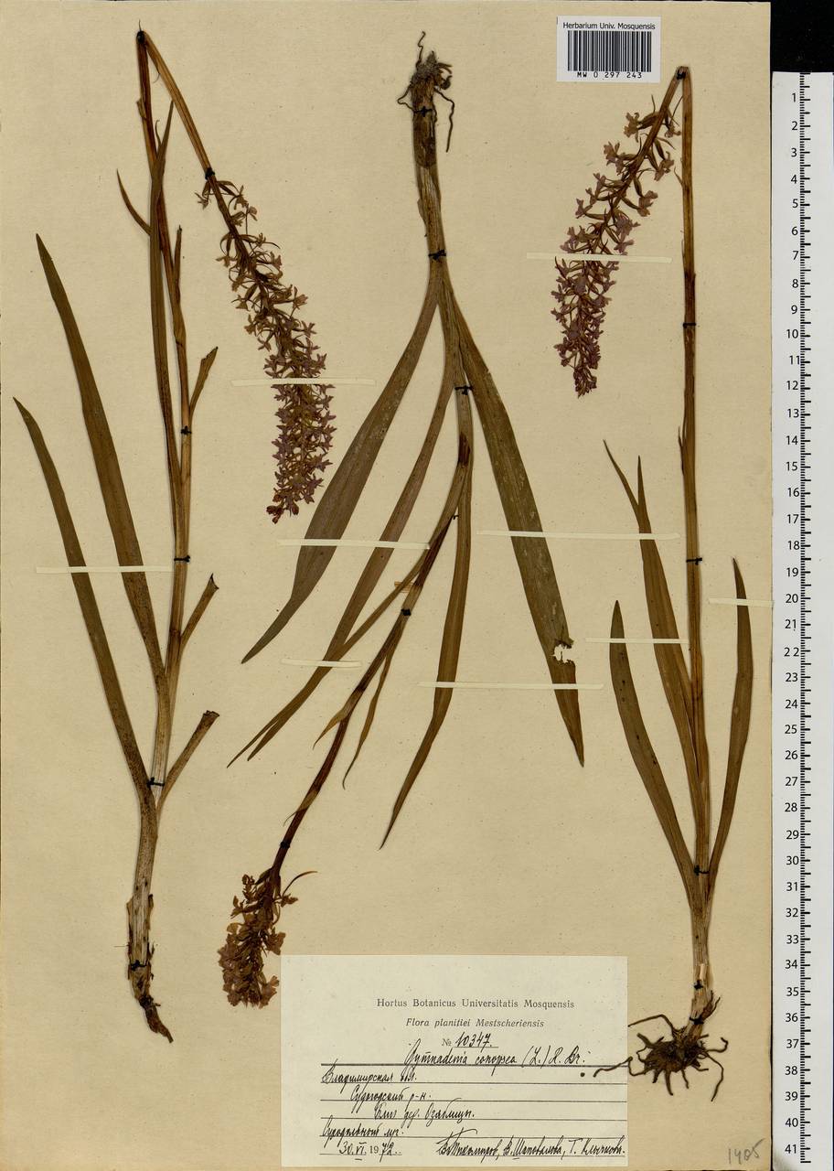 Gymnadenia conopsea (L.) R.Br., Eastern Europe, Central region (E4) (Russia)