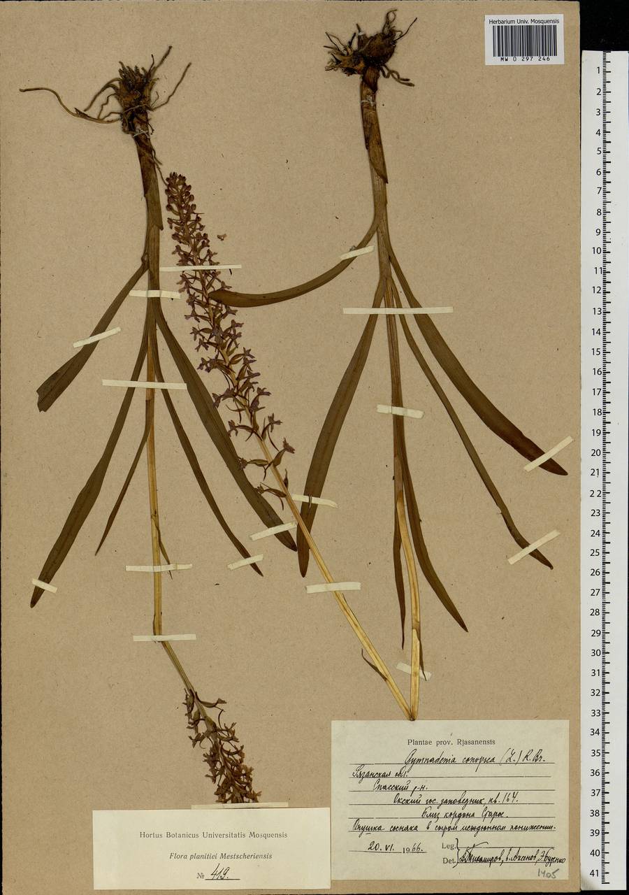 Gymnadenia conopsea (L.) R.Br., Eastern Europe, Central region (E4) (Russia)