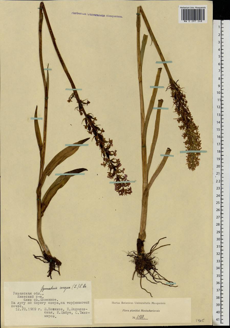 Gymnadenia conopsea (L.) R.Br., Eastern Europe, Central region (E4) (Russia)