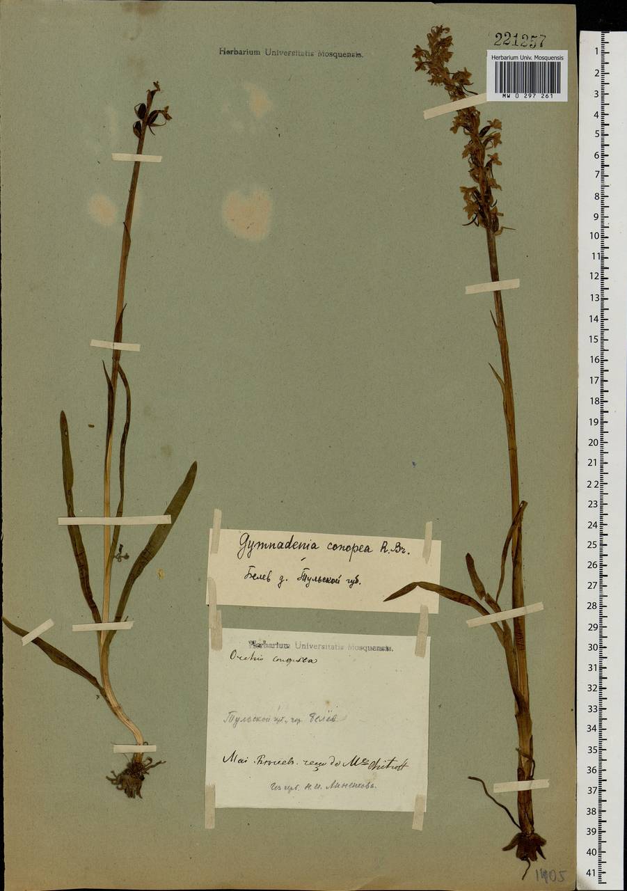 Gymnadenia conopsea (L.) R.Br., Eastern Europe, Central region (E4) (Russia)
