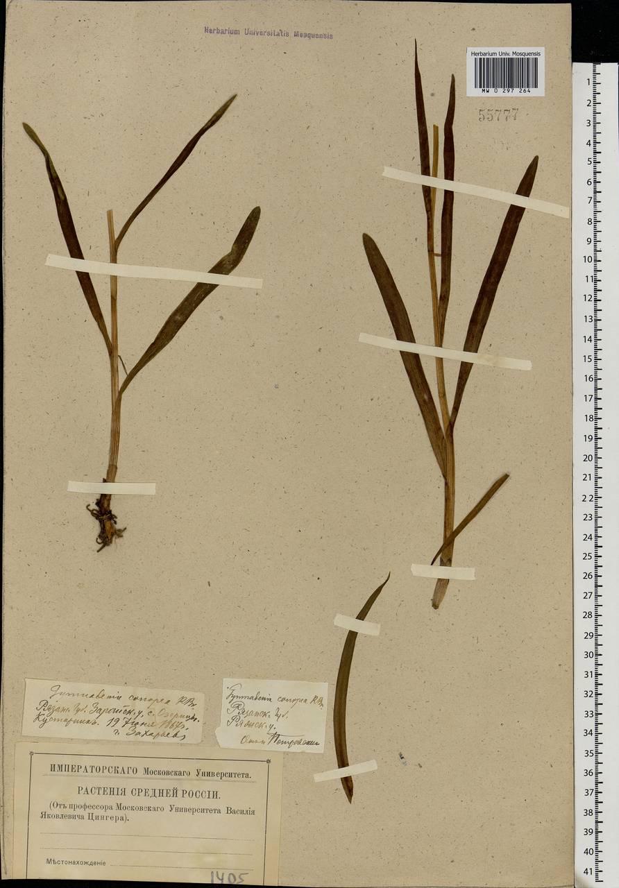 Gymnadenia conopsea (L.) R.Br., Eastern Europe, Central region (E4) (Russia)
