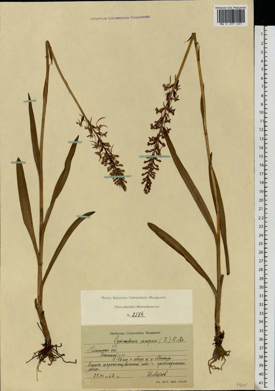 Gymnadenia conopsea (L.) R.Br., Eastern Europe, Central region (E4) (Russia)