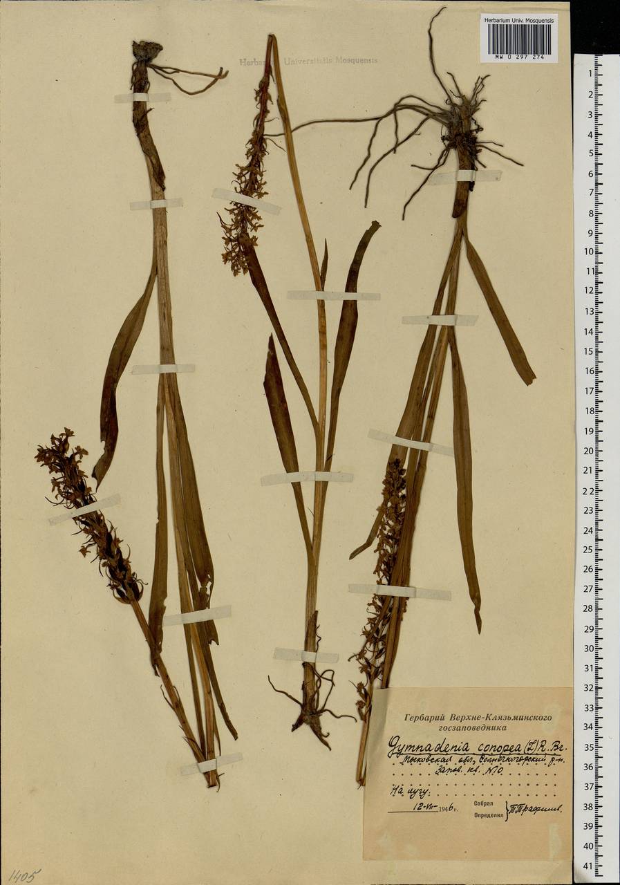 Gymnadenia conopsea (L.) R.Br., Eastern Europe, Moscow region (E4a) (Russia)