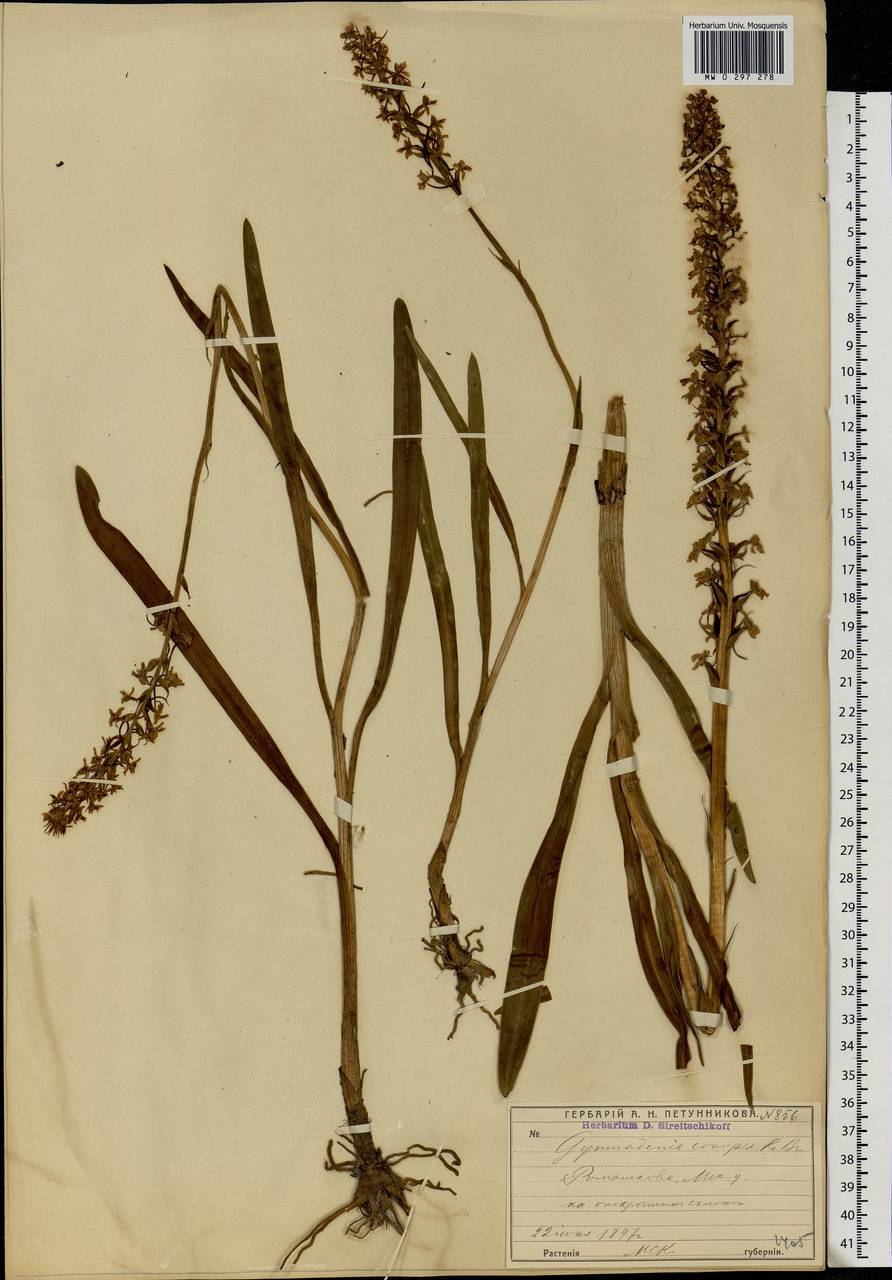 Gymnadenia conopsea (L.) R.Br., Eastern Europe, Moscow region (E4a) (Russia)