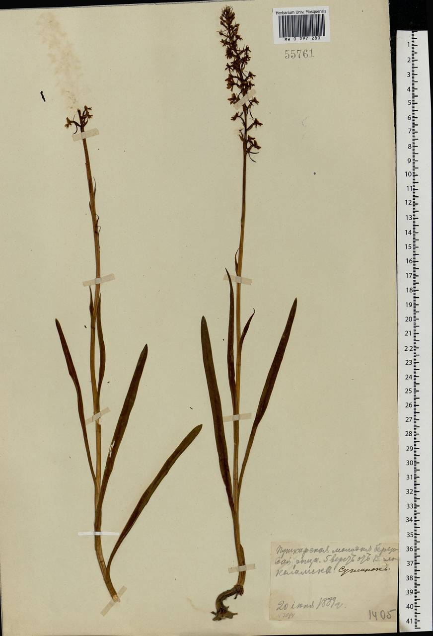 Gymnadenia conopsea (L.) R.Br., Eastern Europe, Moscow region (E4a) (Russia)