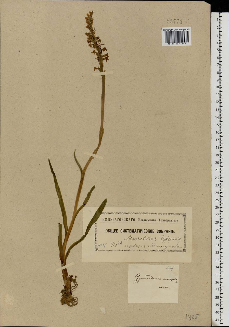 Gymnadenia conopsea (L.) R.Br., Eastern Europe, Moscow region (E4a) (Russia)