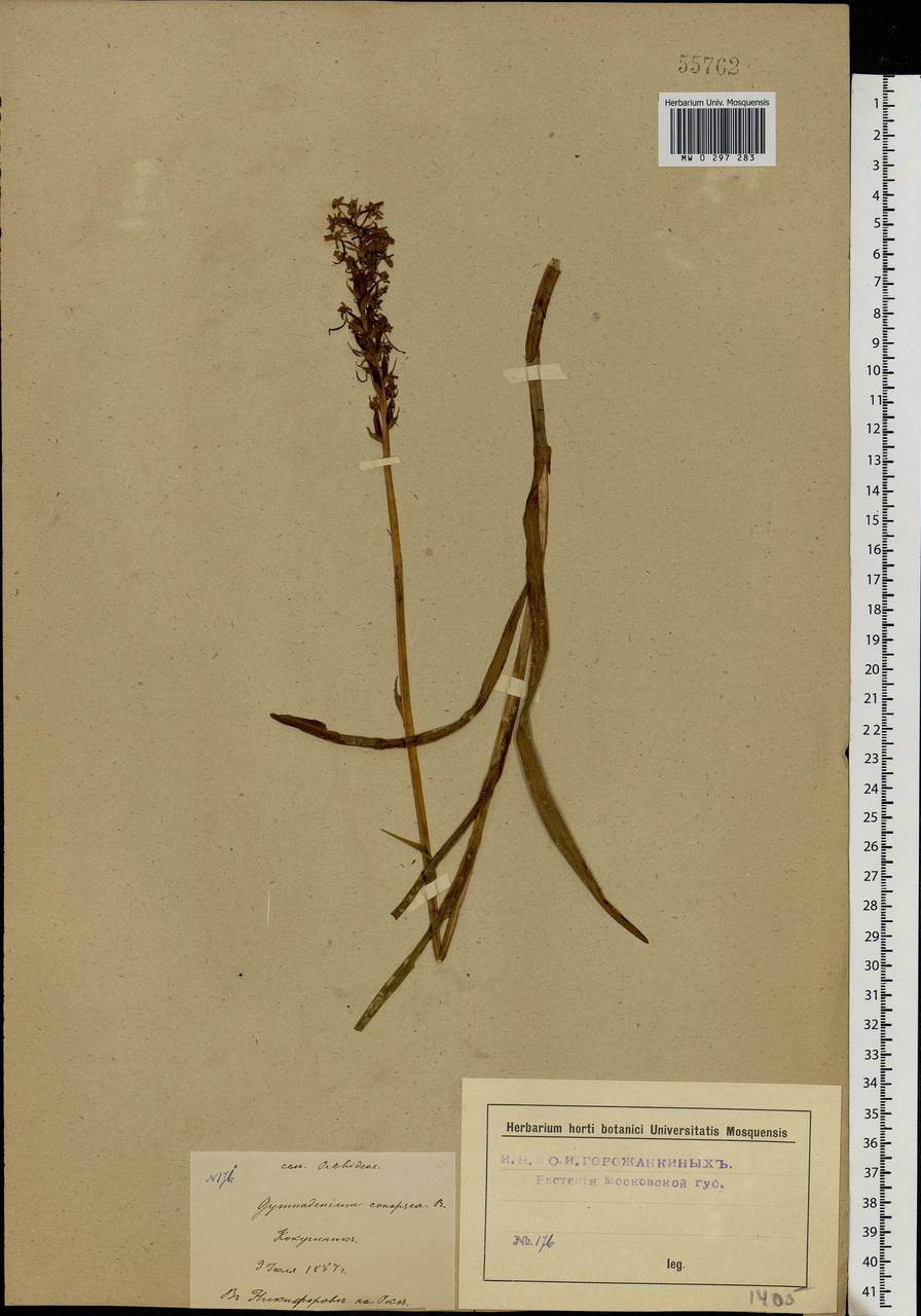 Gymnadenia conopsea (L.) R.Br., Eastern Europe, Moscow region (E4a) (Russia)