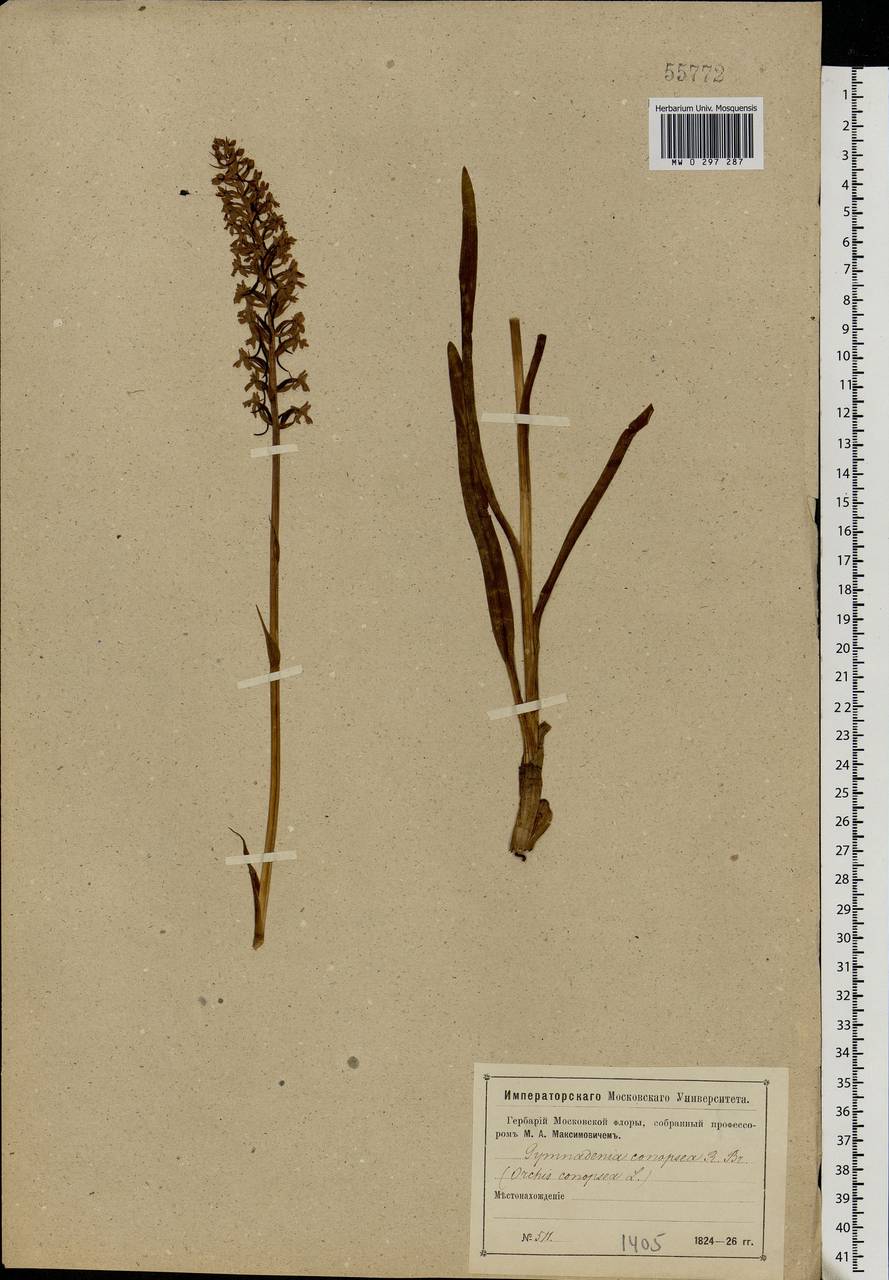 Gymnadenia conopsea (L.) R.Br., Eastern Europe, Moscow region (E4a) (Russia)
