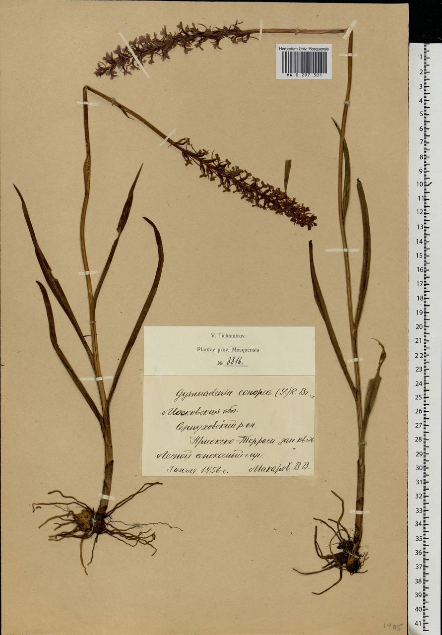 Gymnadenia conopsea (L.) R.Br., Eastern Europe, Moscow region (E4a) (Russia)