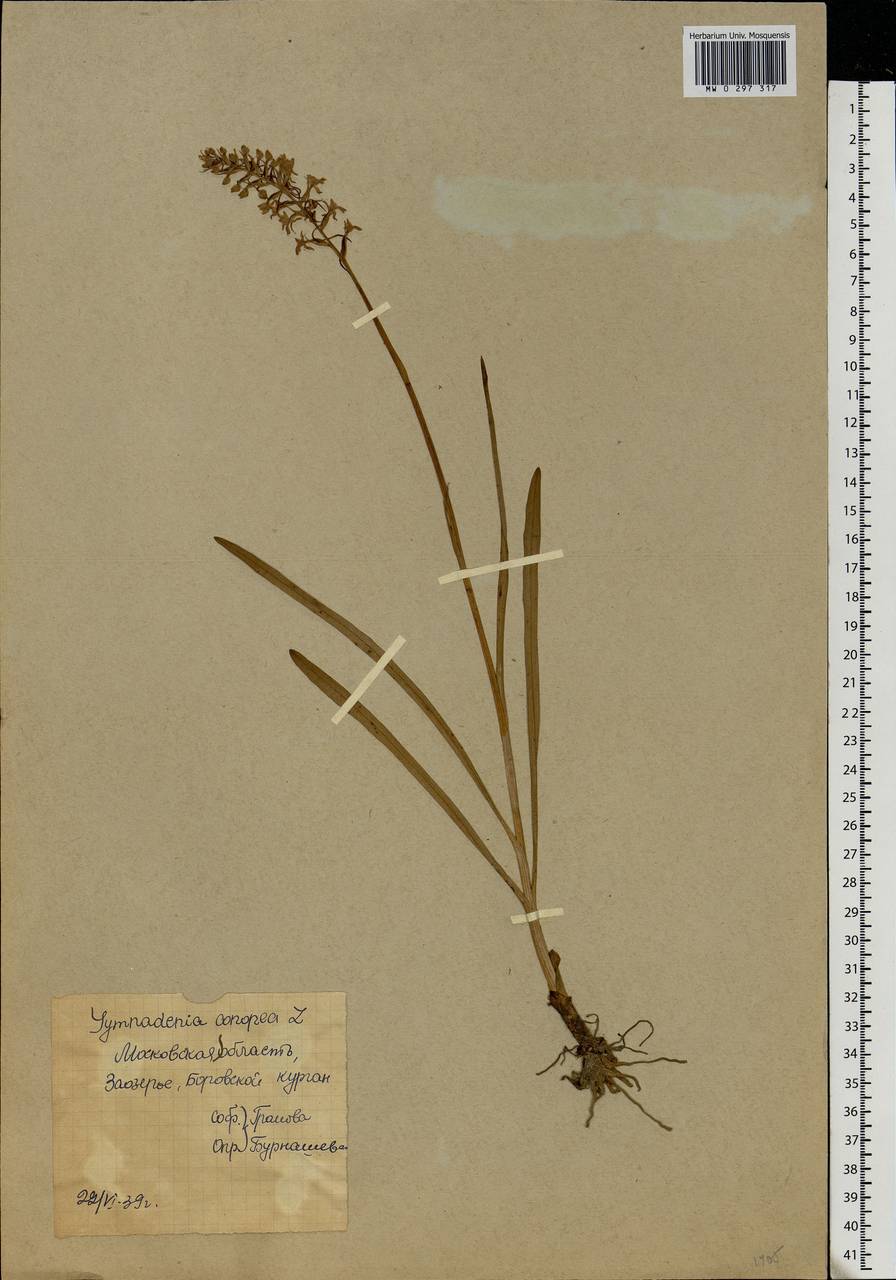 Gymnadenia conopsea (L.) R.Br., Eastern Europe, Moscow region (E4a) (Russia)