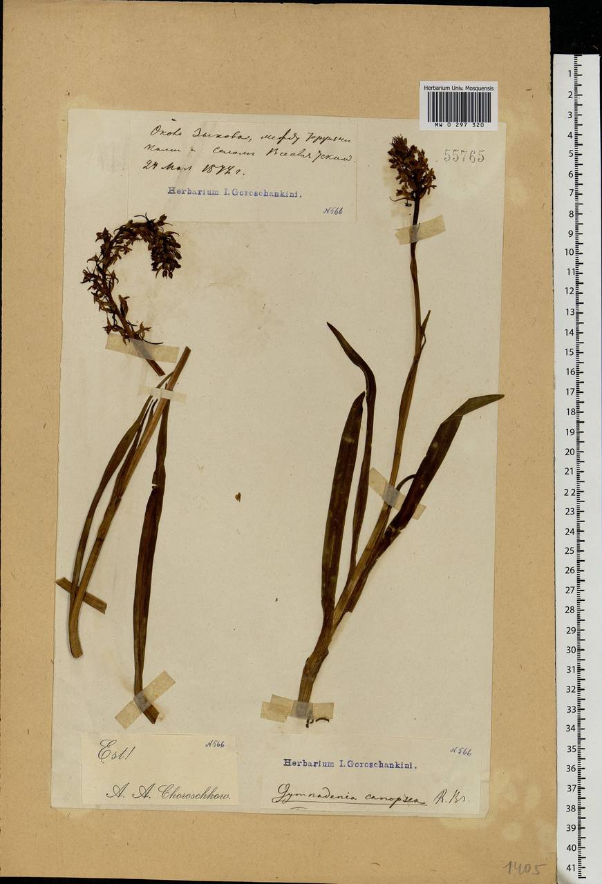 Gymnadenia conopsea (L.) R.Br., Eastern Europe, Moscow region (E4a) (Russia)