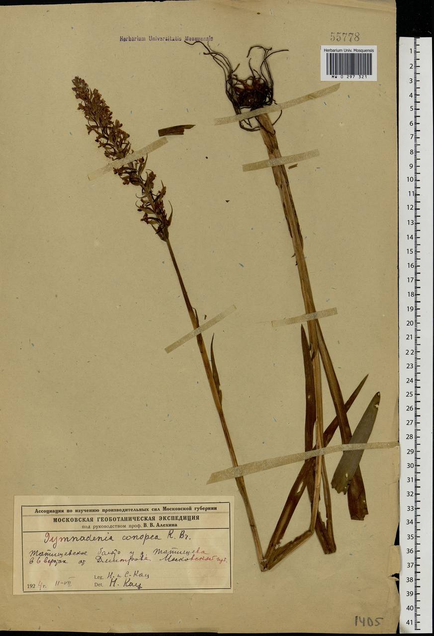 Gymnadenia conopsea (L.) R.Br., Eastern Europe, Moscow region (E4a) (Russia)