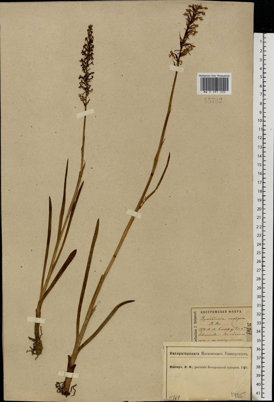 Gymnadenia conopsea (L.) R.Br., Eastern Europe, Central forest region (E5) (Russia)