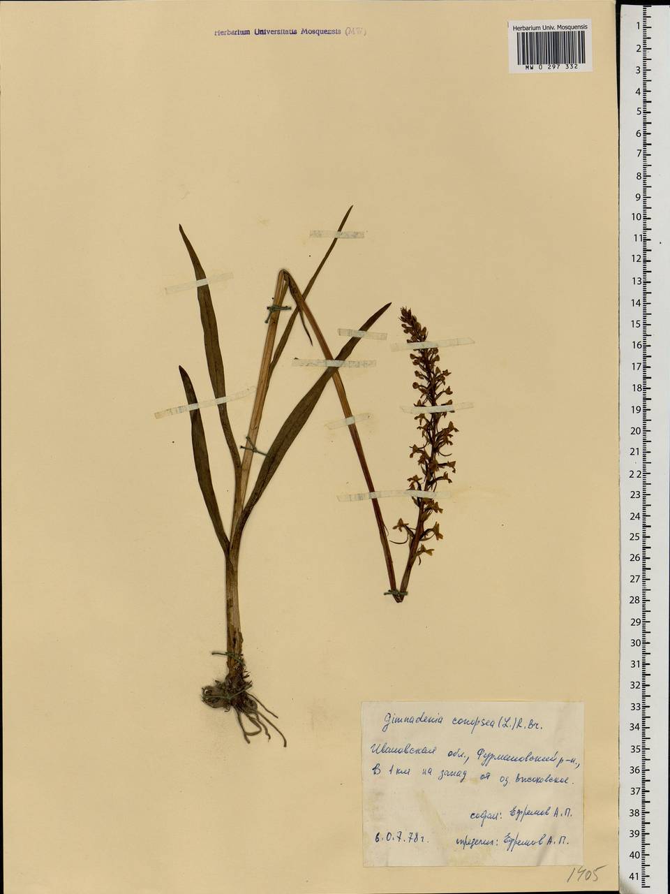 Gymnadenia conopsea (L.) R.Br., Eastern Europe, Central forest region (E5) (Russia)