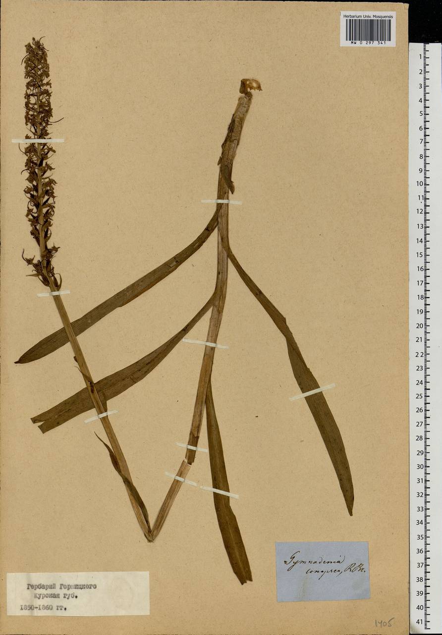 Gymnadenia conopsea (L.) R.Br., Eastern Europe, Central forest-and-steppe region (E6) (Russia)