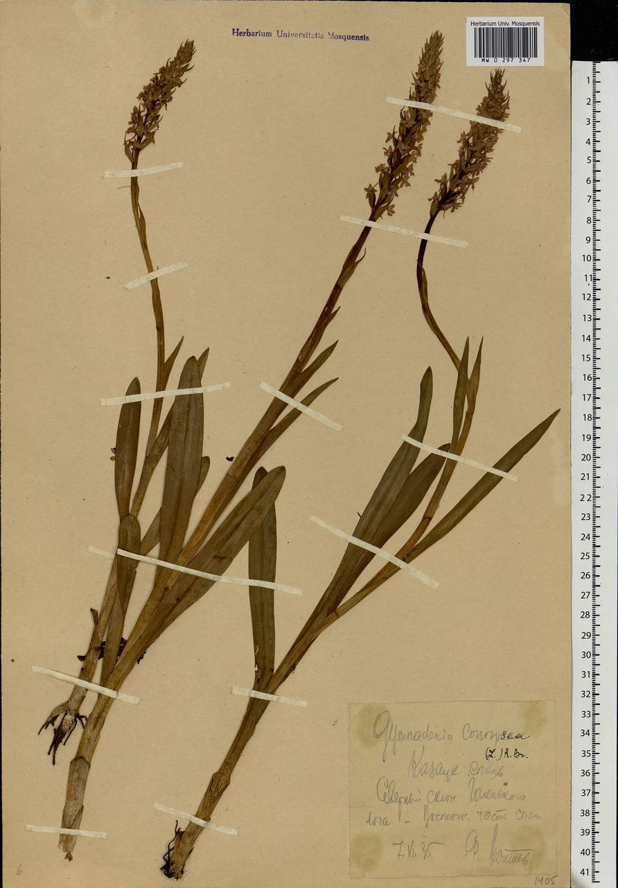 Gymnadenia conopsea (L.) R.Br., Eastern Europe, Central forest-and-steppe region (E6) (Russia)