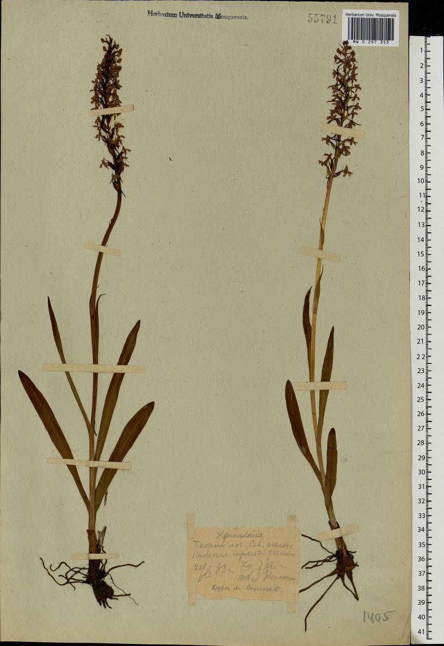 Gymnadenia conopsea (L.) R.Br., Eastern Europe, Central forest-and-steppe region (E6) (Russia)