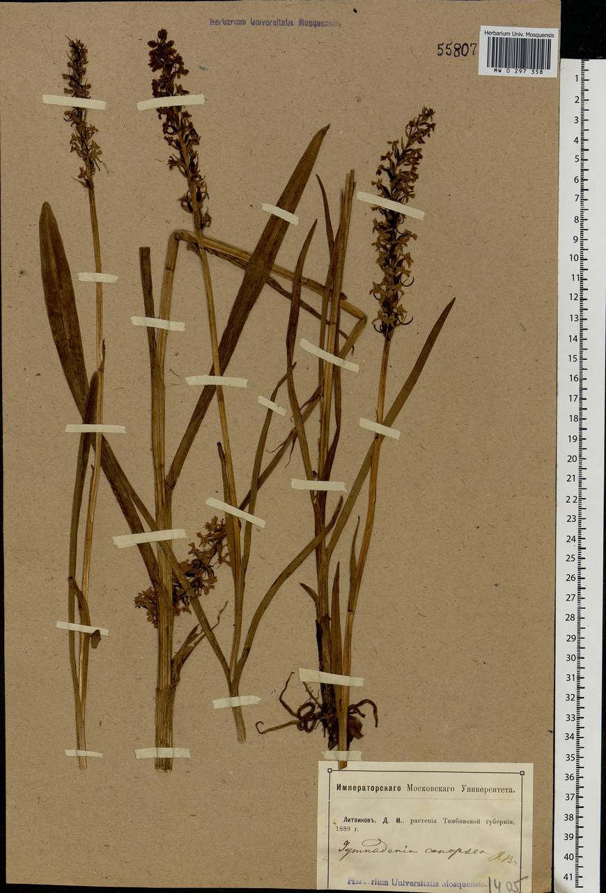 Gymnadenia conopsea (L.) R.Br., Eastern Europe, Central forest-and-steppe region (E6) (Russia)