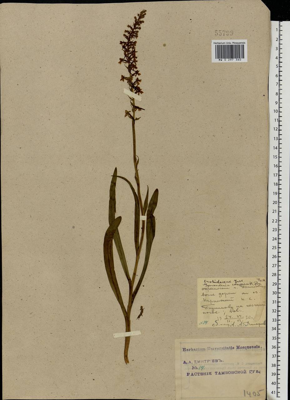 Gymnadenia conopsea (L.) R.Br., Eastern Europe, Central forest-and-steppe region (E6) (Russia)