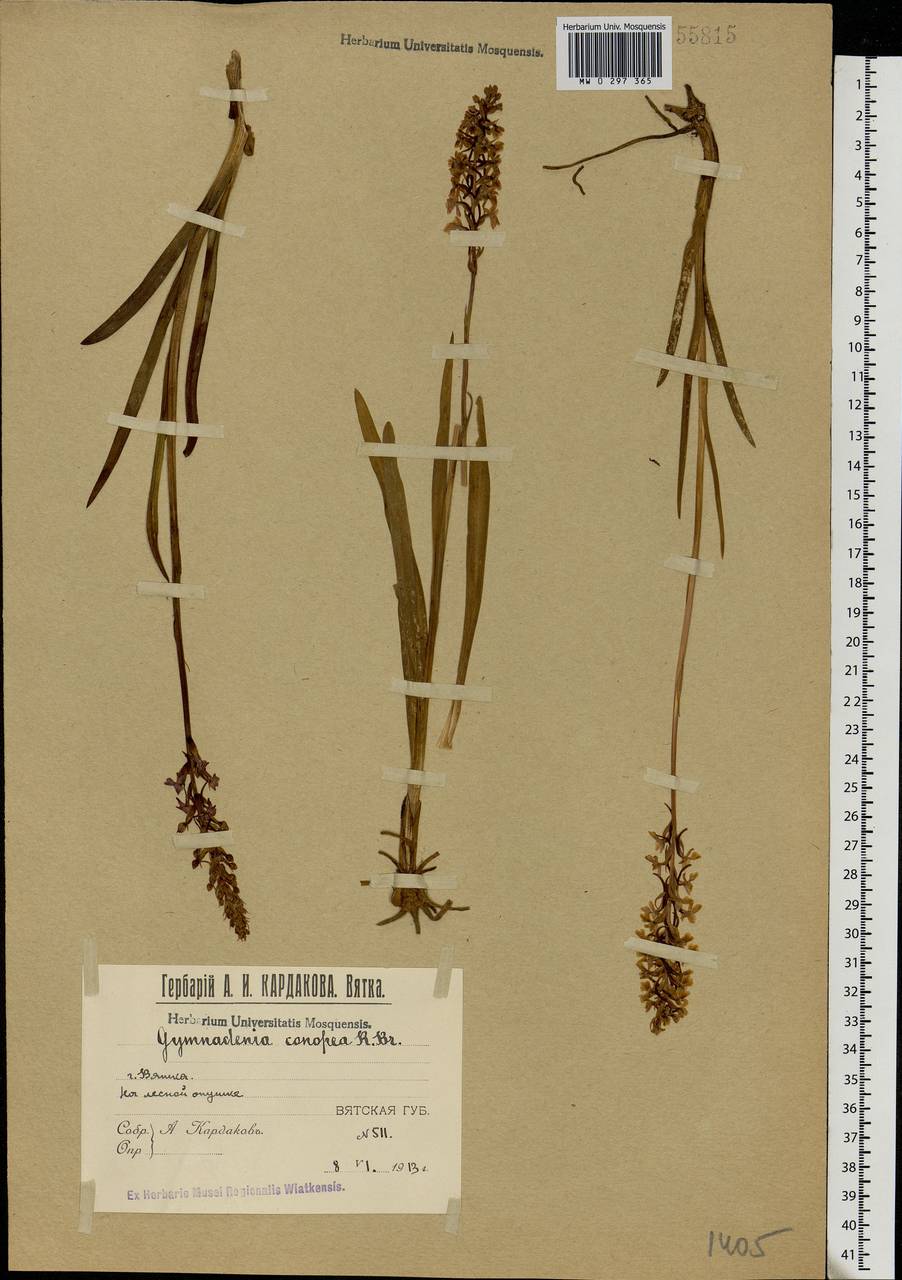 Gymnadenia conopsea (L.) R.Br., Eastern Europe, Volga-Kama region (E7) (Russia)