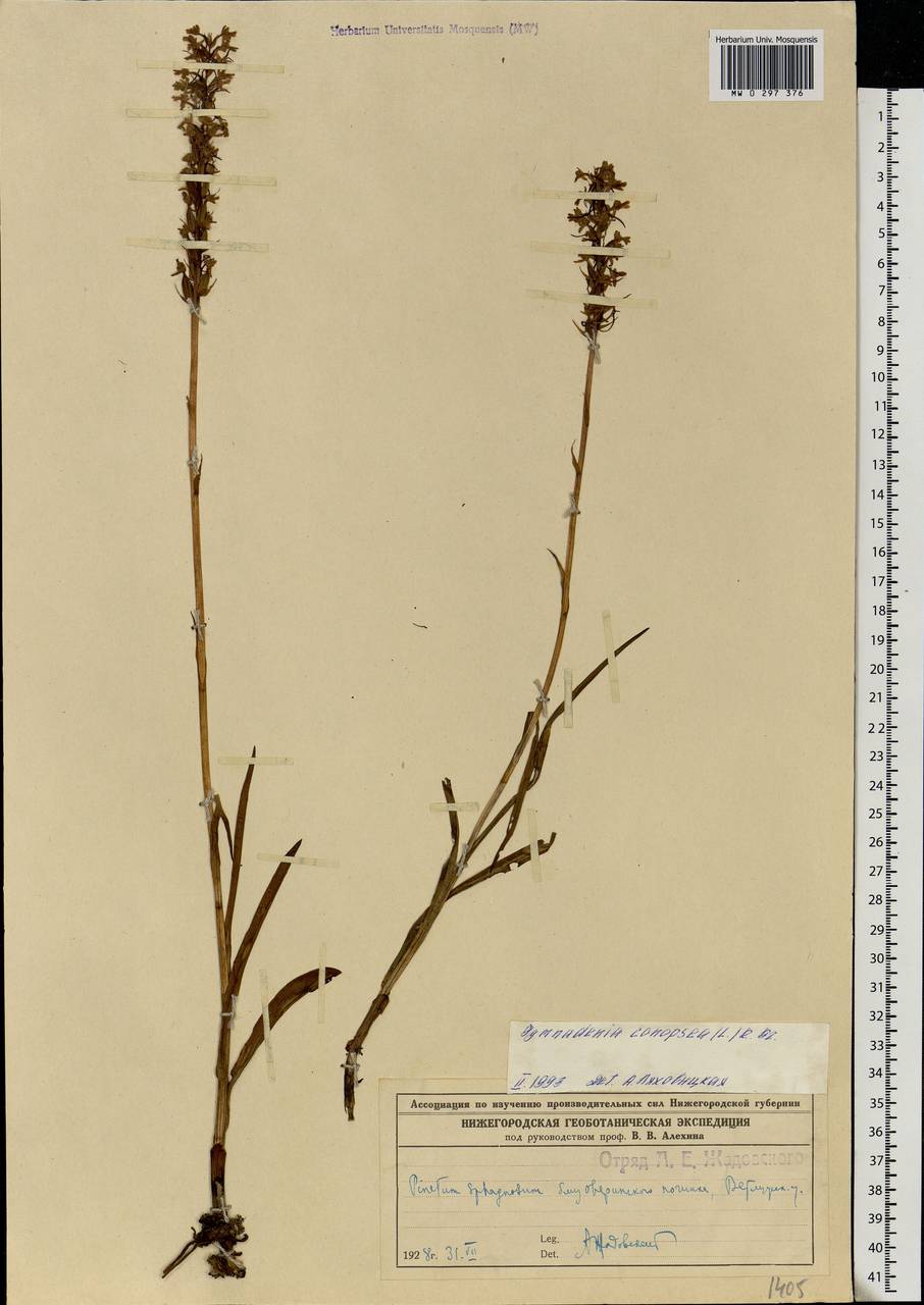 Gymnadenia conopsea (L.) R.Br., Eastern Europe, Volga-Kama region (E7) (Russia)