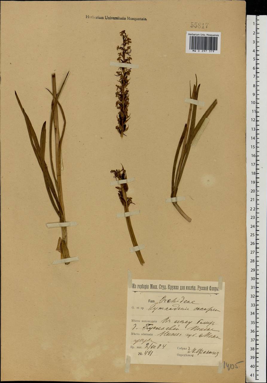 Gymnadenia conopsea (L.) R.Br., Eastern Europe, Volga-Kama region (E7) (Russia)
