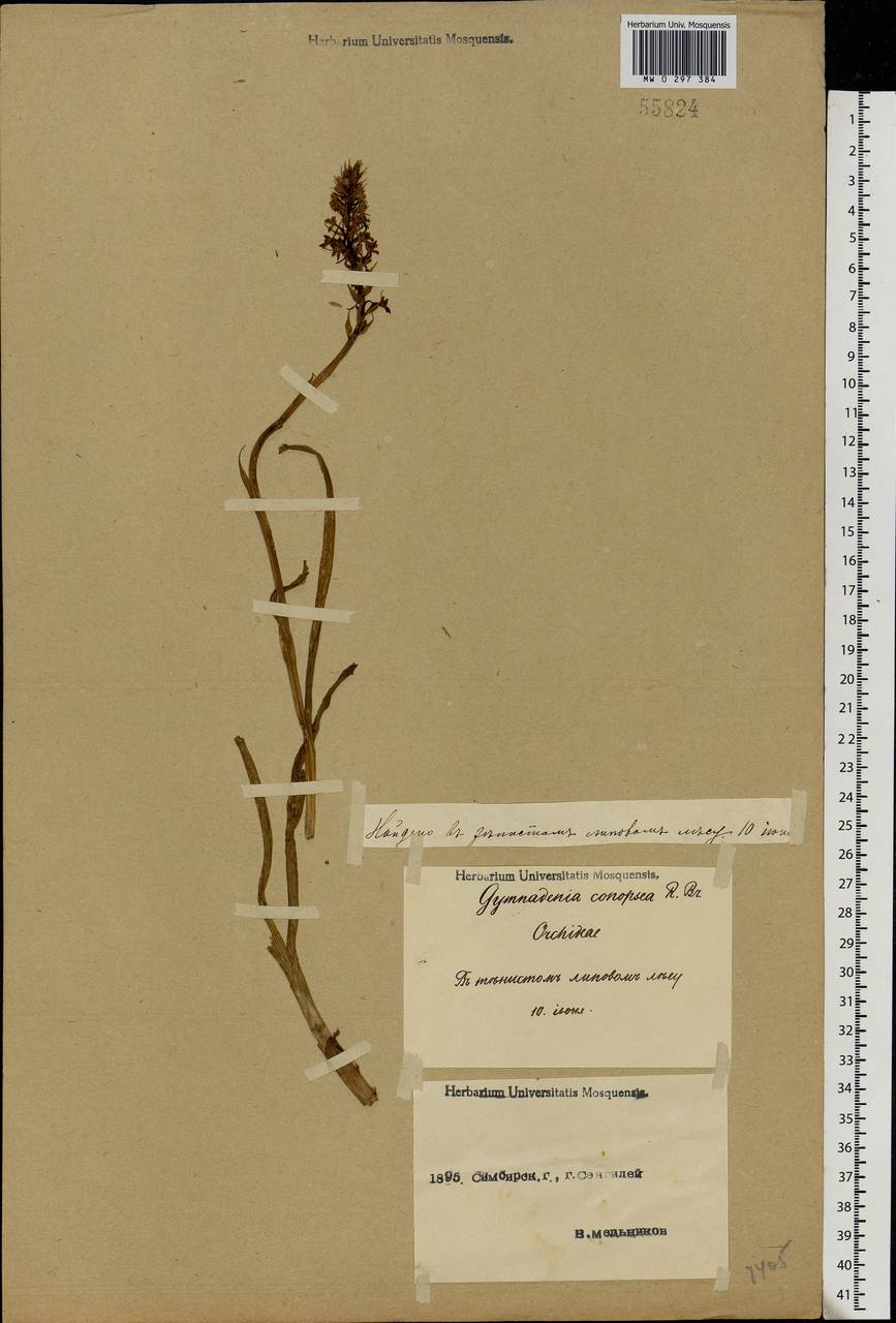 Gymnadenia conopsea (L.) R.Br., Eastern Europe, Middle Volga region (E8) (Russia)