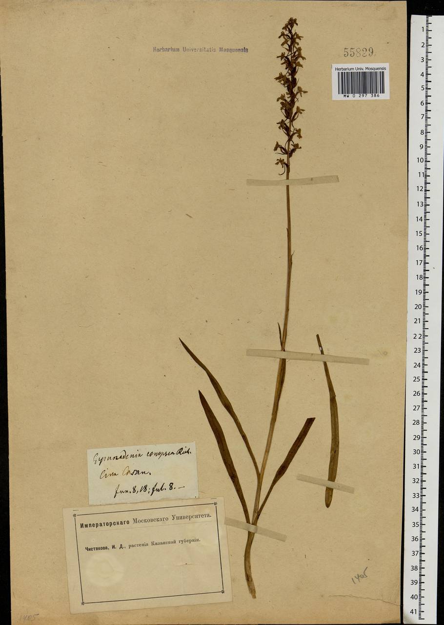 Gymnadenia conopsea (L.) R.Br., Eastern Europe, Middle Volga region (E8) (Russia)