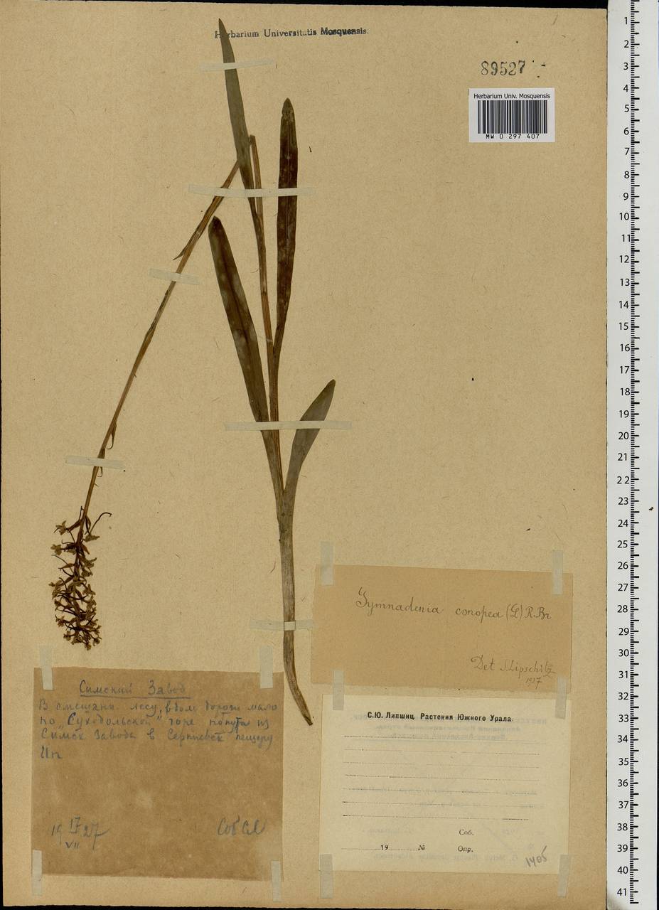 Gymnadenia conopsea (L.) R.Br., Eastern Europe, Eastern region (E10) (Russia)